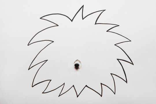 Snout of little dog hiding behind drawn lion's mane