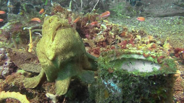 giant frogfish lurking motionless next to a tin can overgrown with algae. A few anthias in the water. Frogfish suddenly snaps devouring one of the small fishes