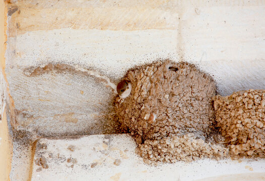 Low angle view of swallow bird peeking from nest on ceiling