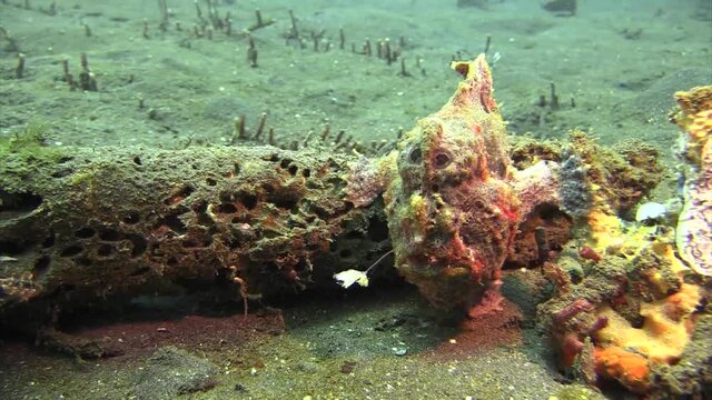 Painted frogfish on a piece of coral ambushing prey with its crustacean-like lure. takes off, swims a short distance, starts to walk, long shot