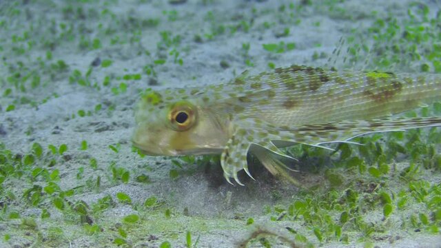 flying gurnard walks searching for food, stirring up sand with tips of fins. pokes in sand, special technique to search for prey, Uses finger-like ventral rays to walk over sandy bottom.