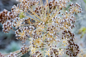 Yellow-brown umbrella of dill with brown seeds covered with frosty snowflakes close-up on a light...
