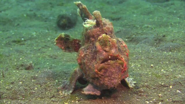 painted frogfish walks towards camera using ventral fins as legs, medium shot, sandy bottom during daylight