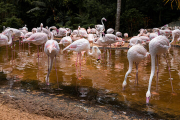 Flamingos no Parque das Aves, Foz do Iguaçu.