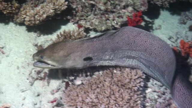 giant moray eel scans coral reef for prey during night, searching crevices and hollows