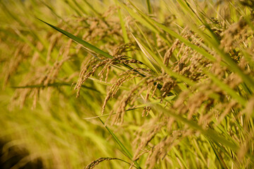 The rice fields in fall are beautiful.