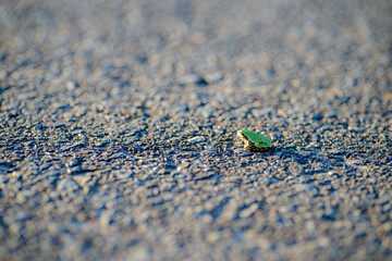A frog on the road in autumn.