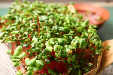 Fresh radish micro green, closeup