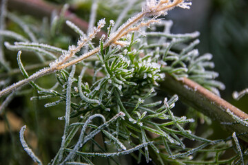 Green grass with thin needle leaves and a light brown thin stem of dried grass covered with white frosty snowflakes on a blurred green background