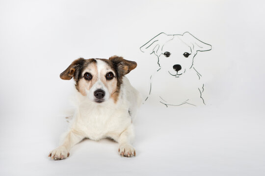 Portrait of mongrel with drawn look-alike lying on white ground