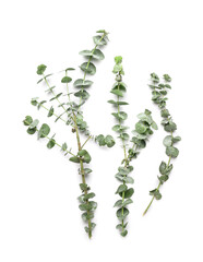 Beautiful baby blue eucalyptus branches isolated on white background