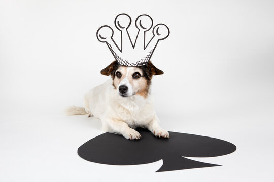 Portrait of mongrel as King of Spades with drawn crown