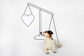 Mongrel lying on drawn scale