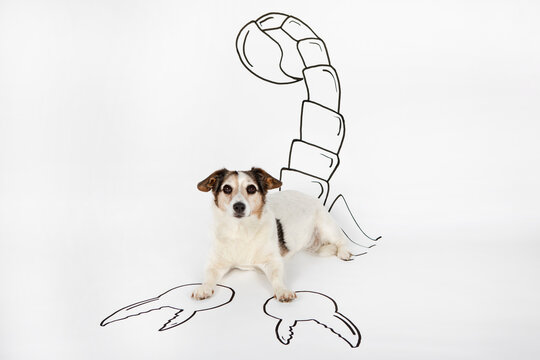 Portrait of mongrel as Scorpio with drawn tail and pincers lying on white ground