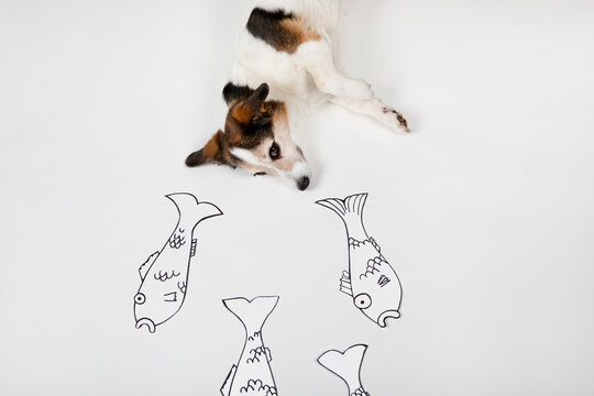 Mongrel with drawn fishes on white ground