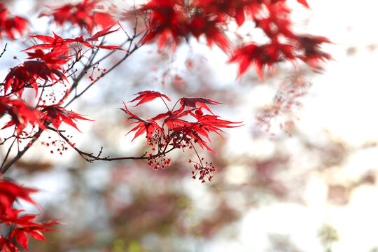 Germany, Branches of Japanese maple (Acer palmatum)
