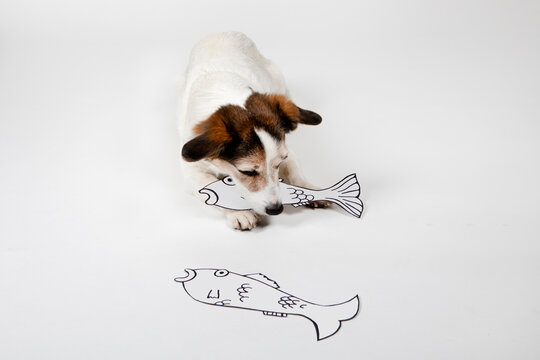 Mongrel with drawn fishes on white ground