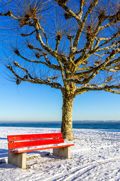 Switzerland, Arbon, Lake Constance, tree and bench in winter
