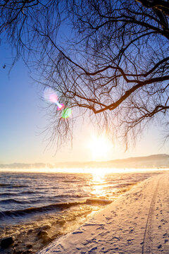 Switzerland, Arbon, Lake Constance, tree at sunset in winter