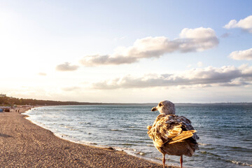 View to the beach with seagull in the foreground, Binz, Ruegen, Germany