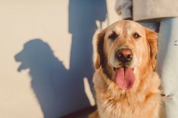 Golden retriever portrait with woman at a wall