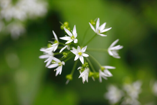 Close-up of flowering wild garlic