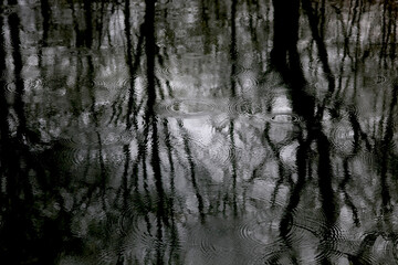 Reflection of bare trees on water surface at rainy day