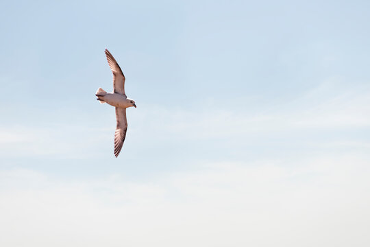 Fulmar flying in sky at Pembrokeshire, Wales, UK