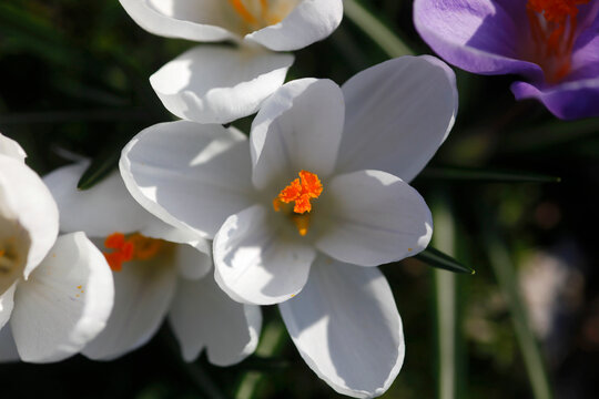 Crocus flowering, close-up