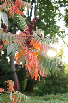 Germany, Saxony, Branch of staghorn sumac (Rhus typhina) in autumn