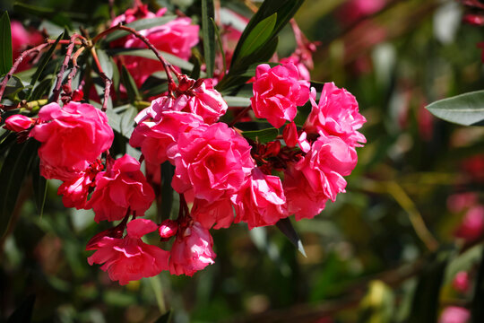 Close-up of fresh pink oleander flowers blooming outdoors