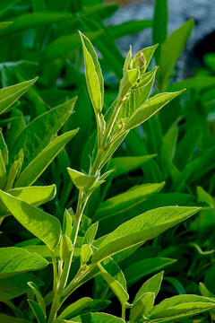 Germany, Close-up of growing sage