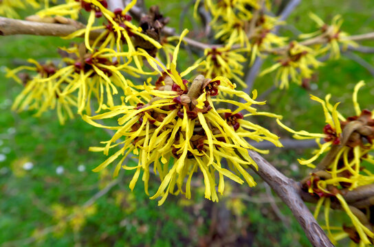 Germany, Close-up of yellow blooming witch-hazel