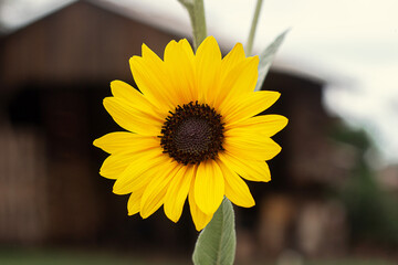 Beautiful sunflower on a cloudy day.