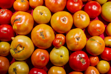 Fresh, ripe heirloom  tomatoes at a farmer's market, Lancaster County, Pennsylvania, USA