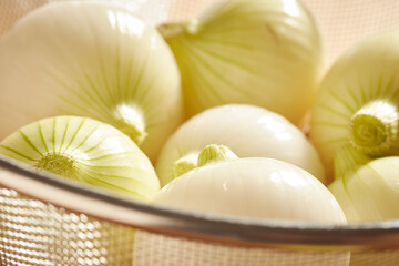 Candy Onions, a popular variety in Lancaster County, Pennsylvania, USA