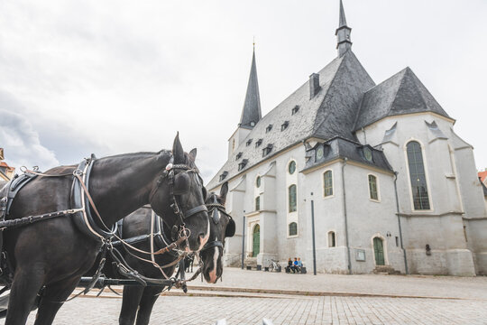 Germany, Weimar, view to St. Peter und Paul with two carriage horses in the foreground