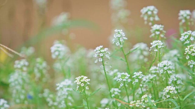 Little White Flowers Of Flowering Alyssum In The Garden - panning shot