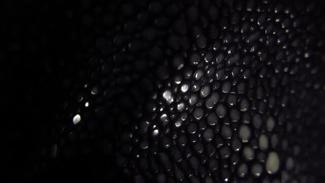 Closeup of dark black snake skin in motion, abstract texture background