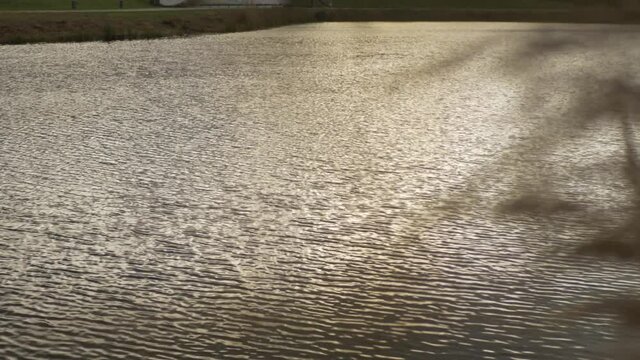 Water River With Plants Goldenhour In A Park