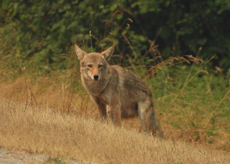 Coyote looking for food
