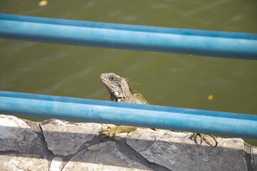 Iguana verde bebé cerca de la laguna en el parque forestal