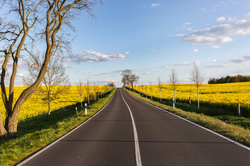 Germany, Brandenburg, Empty country road stretching between oilseed rape fields in spring