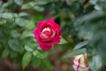 与野公園のバラ