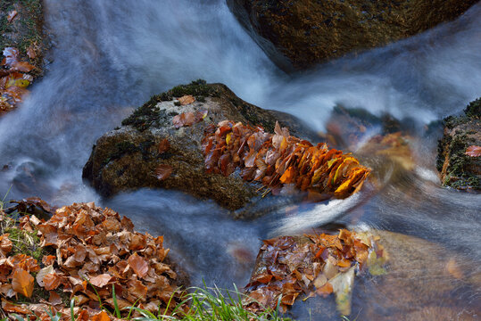Germany, Saxony Anhalt, Harz National Park, Ilse Valley, river Ilse with autumn leaves on stone