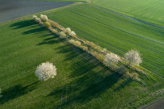 Germany, blossoming cherry trees between fields in spring seen from above