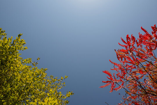 Tree with green summer foliage and tree with red autumn foliage against blue sky