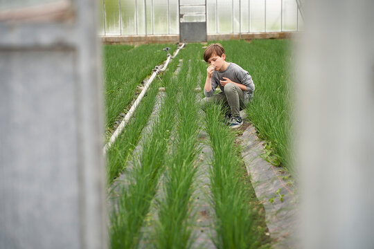 Boy crouching in greenhouse, smelling chives