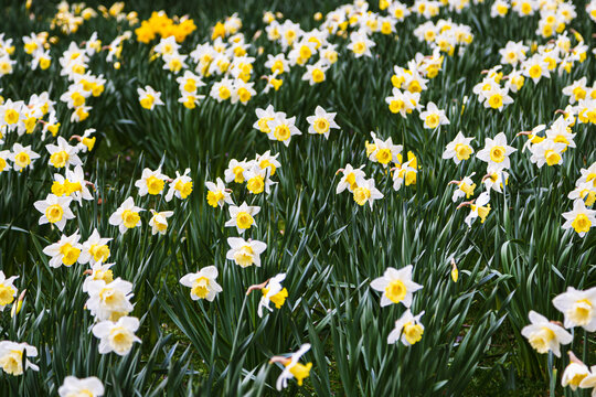 Field of white and yellow daffodils