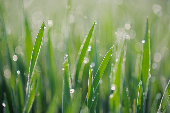 Dew on grass selective focus, close up